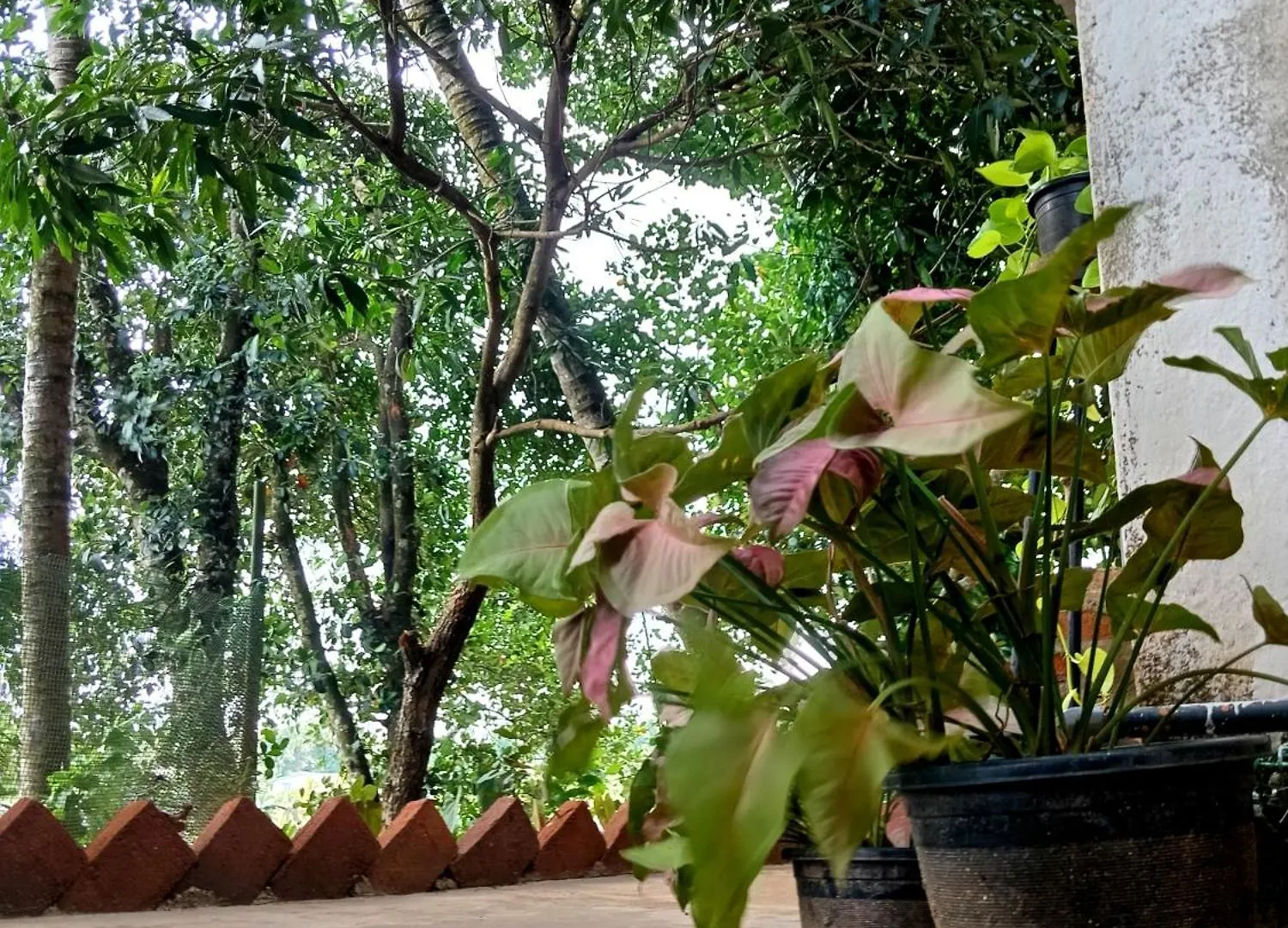 Fly Infinity - Home Stay Kandy Séjour chez l'habitant